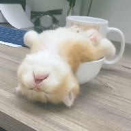 看片免费导航APP应用